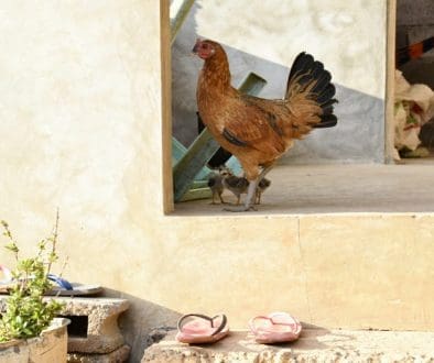 IMG_20170413_025948_067